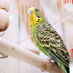 Some Tips While Traveling With Your Bird